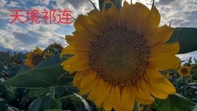 大漠吃瓜-免费吃瓜,免费畅享瓜果盛宴，尽在大漠吃瓜平台