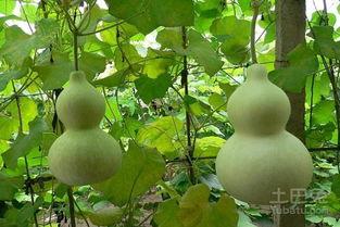 怀孕吃葫芦瓜利与弊,益处与注意事项解析