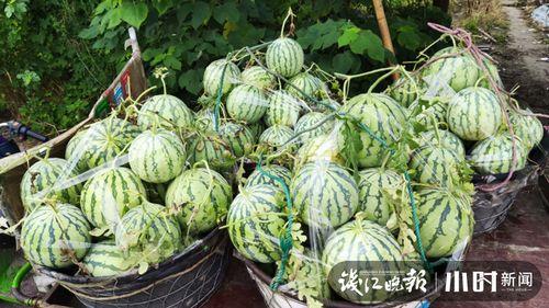 吃辣椒卖瓜上海,探寻“吃辣椒卖瓜”的独特上海风情