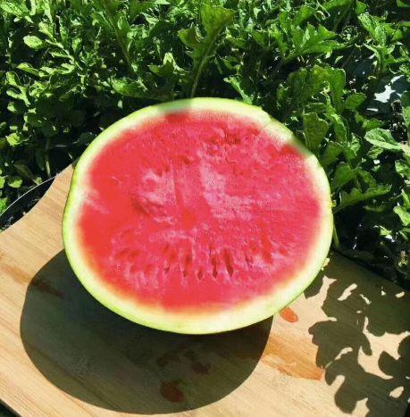 寻瓜吃开心,开心吃瓜，畅享夏日清凉