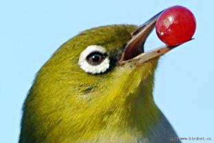 绣眼幼鸟吃瓜,瓜果乐园探秘