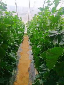 靖边吃瓜,揭秘当地特色美食背后的故事