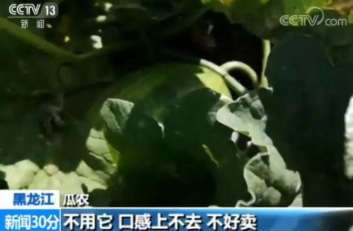 往年的吃瓜,2023年度娱乐圈吃瓜大事件盘点