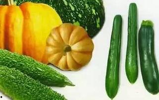 吃瓜种子选手,网络红人的崛起与影响力