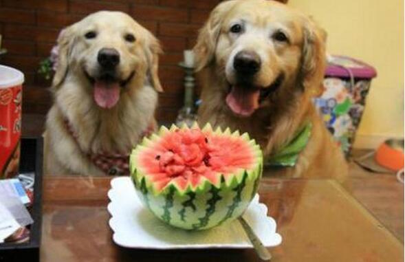 狗狗吃瓜漫画,趣味漫画中的欢乐时光