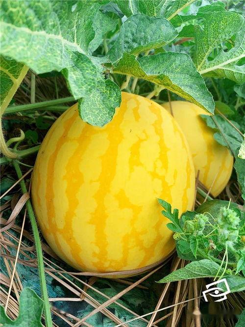 上哪儿吃瓜,探寻网络文化的趣味与深度