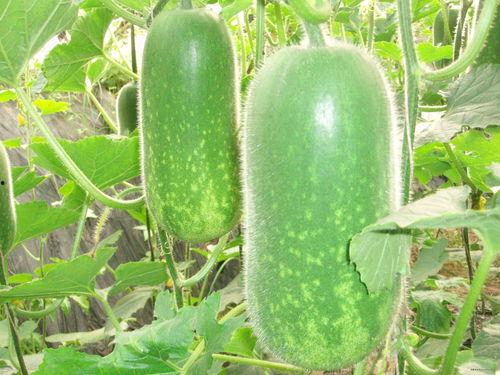 斛律明月吃瓜,瓜田里的传奇人生