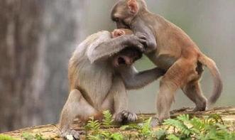 猴子吃瓜打架视频