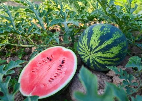 吃瓜人的夏天,吃瓜人的清凉盛宴