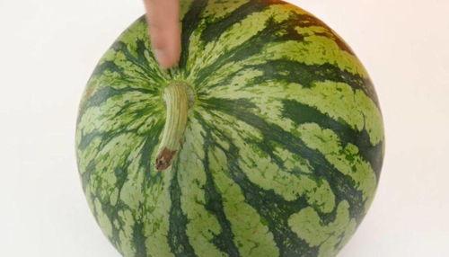 周三吃瓜,揭秘娱乐圈最新热点事件