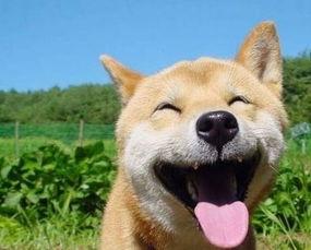 吃瓜是吃瓜子吗图片搞笑,吃瓜竟是吃瓜子？爆笑图解揭秘