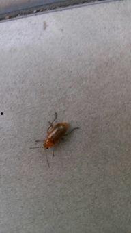 萤火虫吃瓜,萤火虫与瓜果的奇妙邂逅