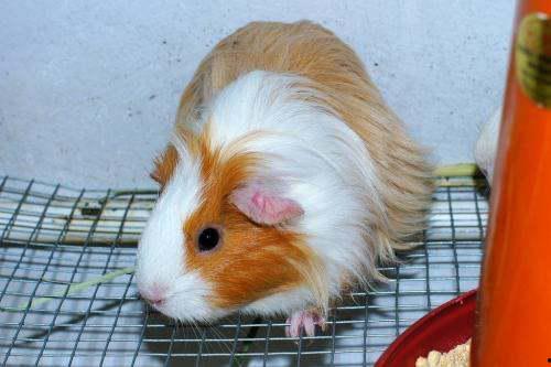 豚鼠可以吃茭瓜,茭瓜的滋味之旅