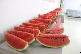 科技广场吃瓜,吃瓜群众眼中的科技盛宴