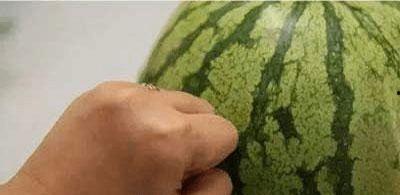 吃瓜的学名叫什么,揭秘“吃瓜群众”背后的学术奥秘