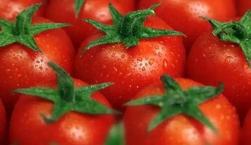 吃瓜系统的番茄文,揭秘娱乐圈幕后故事