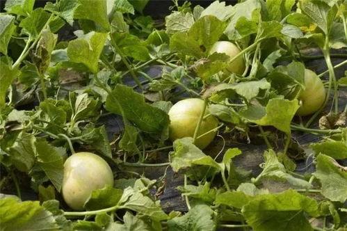 吃绿色的瓜,健康生活新选择