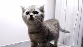 趣味喵吃瓜,揭秘喵星人的八卦世界