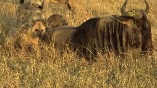 野牛吃瓜,探寻草原上的生态奇观