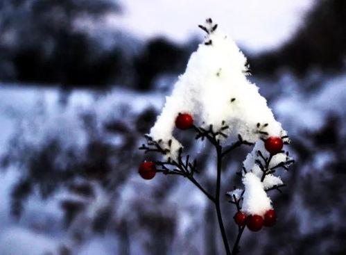 雪崽吃瓜,揭秘娱乐圈那些不为人知的幕后故事
