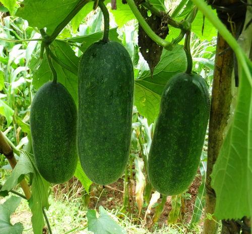 吃瓜吃自己种的瓜,我的瓜园生活记